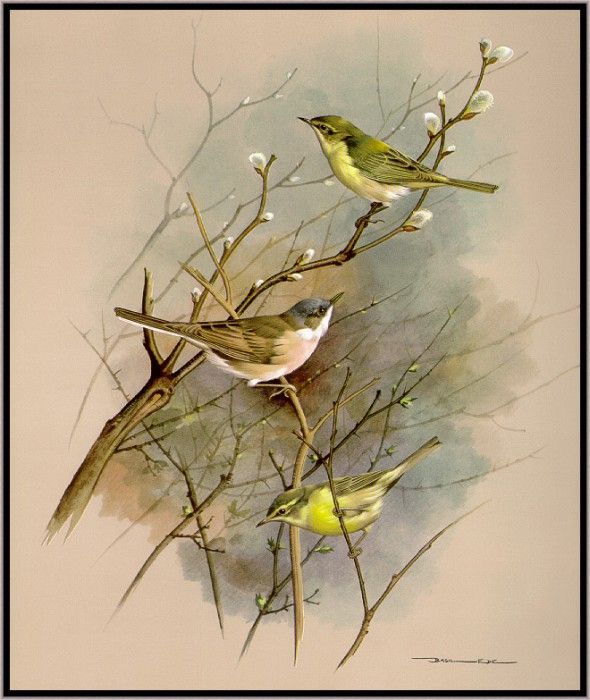 EdeBasil-TheChiffchaff-WillowWarblerAndWhitethroat-sj. , 