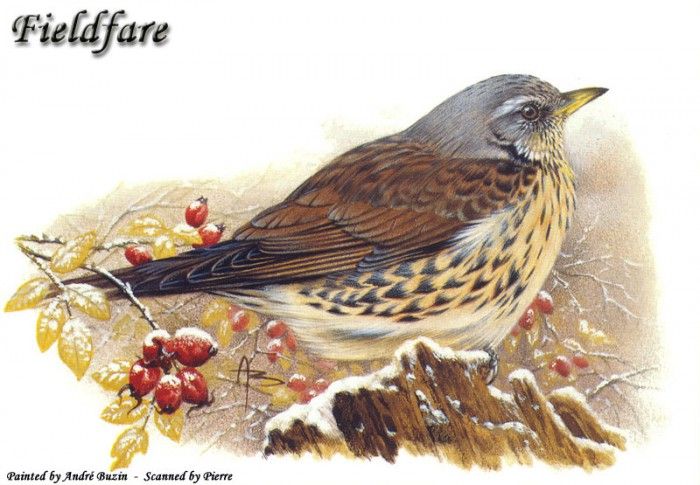 abs 03 fieldfare. , 