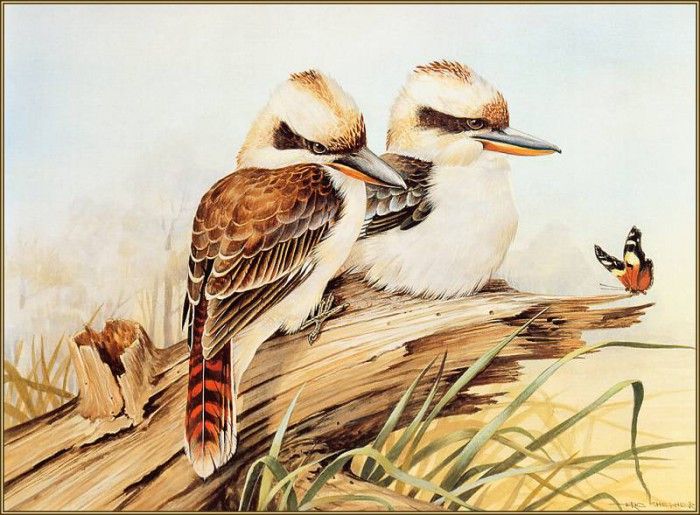 pa EricShepherd 05 LaughingKookaburra. Шеперд, Эрик