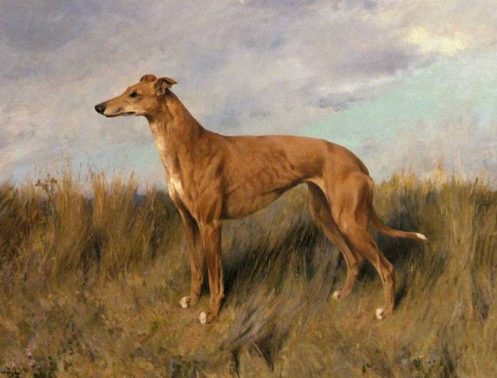 Wardle Arthur Henrietta Horn A Greyhound. , 