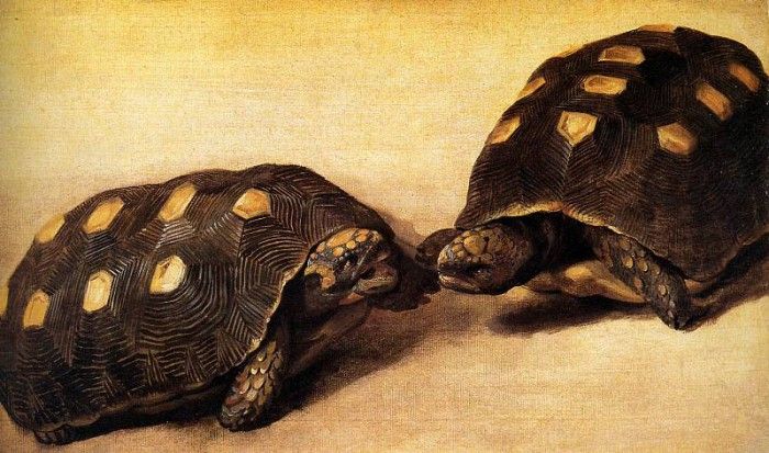 Eckhout Albert Two Brazilian tortoises Sun. Eckhout, 