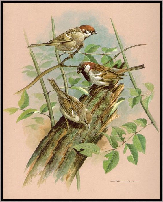 EdeBasil-TheHouseAndTreeSparrow-sj. , 