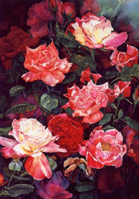 lrs Black Susan Colorof Roses. , 