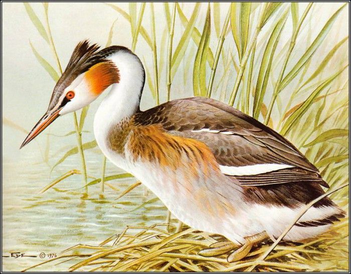 pa BasilEde 23 GreaterCrestedGrebe. , 