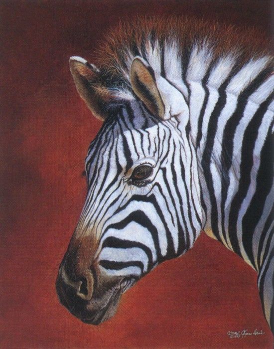 kb Davis Sallie-Domara Zebra. ,  