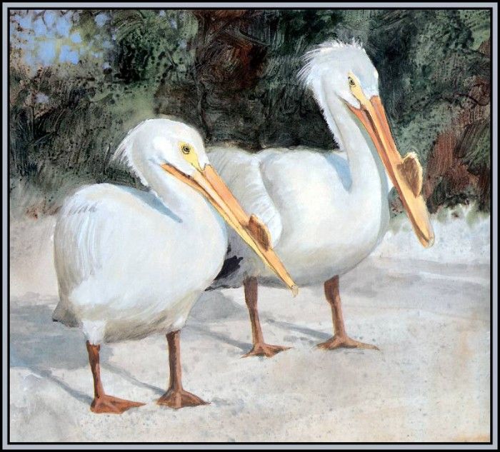 D50-AWE099-RB-White Pelican 2. Bansemer, 