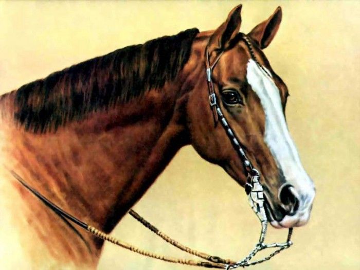 illustrated horse csg013 donald schwartz. �����, �������