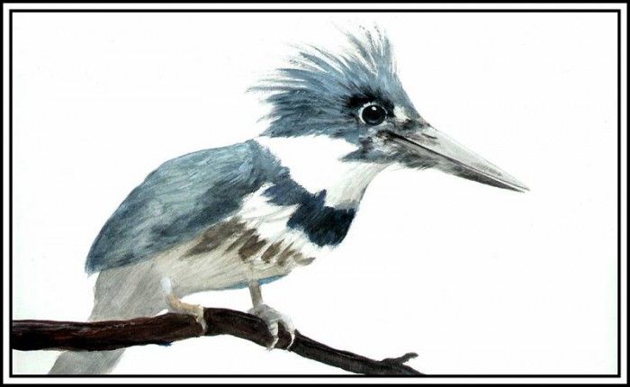 D50-AWE076-RB-Kingfisher 1. Bansemer, 