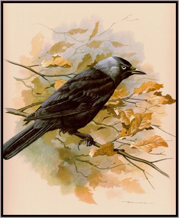 EdeBasil-TheJackdaw-sj. ���, �������