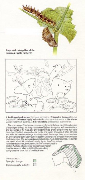 Oz AGls096 Tony Oliver Sprangled Drongo Key. , 