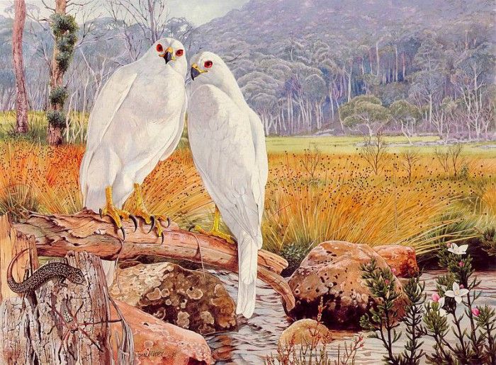 Oz AGls067 Tony Oliver Grey Goshawks. , 