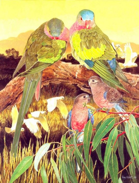 Oz AGls037 Tony Oliver 92 Alexanders Parrot. , 