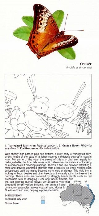 Oz AGls024 Ego Guiotto Varigated Fairy-Wren Painting Key. Guiotto, ���