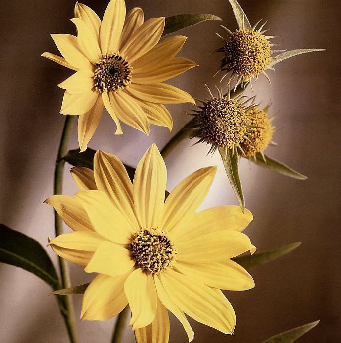 Tim Richter - Maximillian Sunflower, De. , 