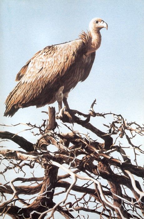 Parker, Ron - White-backed Vulture (end. , 