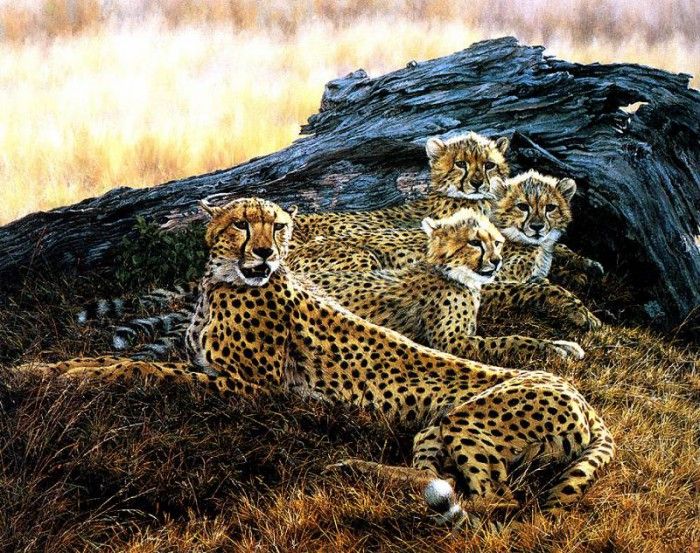 Ae 46 Cheetah Family Simon Combes sqs. , 
