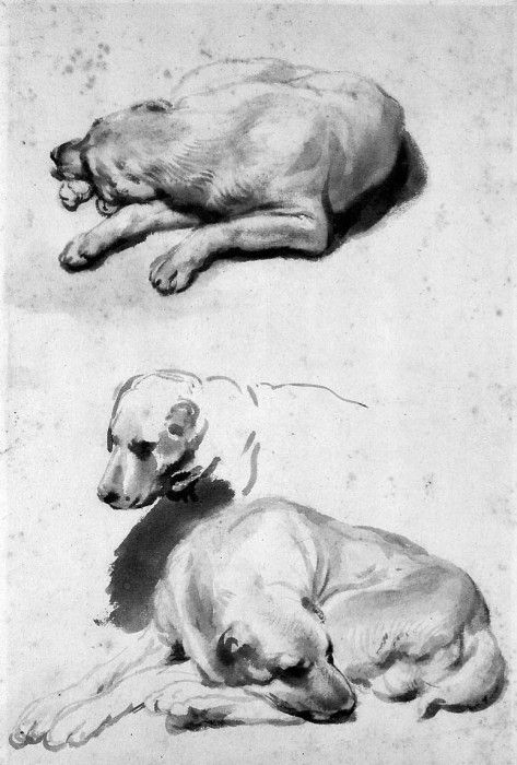 Eeckhout van den Gerbrand Study of a dog Sun. Eeckhout,   Gerbrand