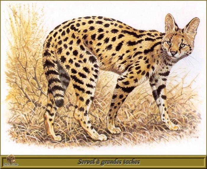 PO pfrd 083 Serval  grandes taches. Dallet, 