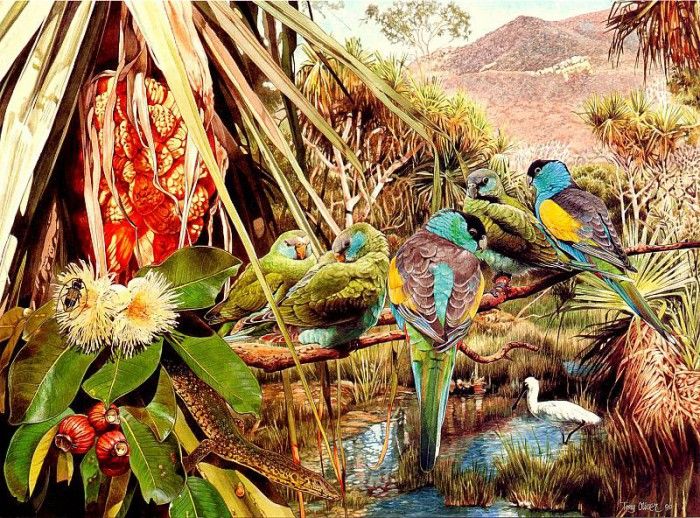 Oz AGls073 Tony Oliver Hooded Parrot. , 
