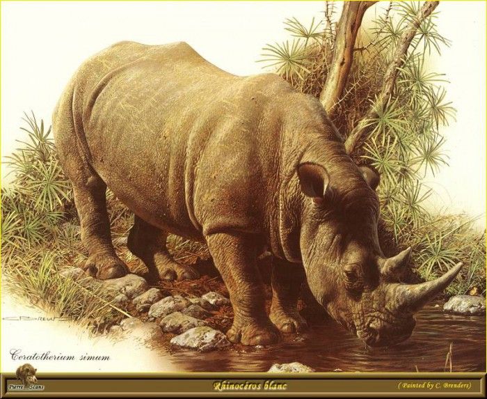 PO ppa 48 Rhinoceros blanc. Brenders Karl