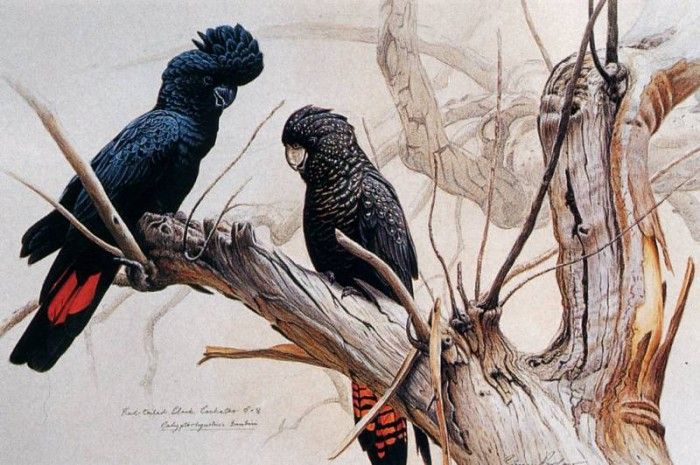 Simon Barlow - Red-tailed Black Cockatoos (02), 2002, De. , 