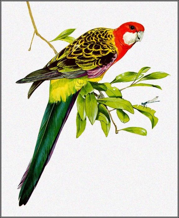 pa TonyOliver AustralianBirds 03 EasternRosella. , 