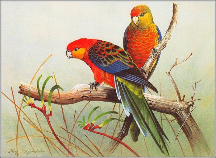 pa EricShepherd AP2004 03 WesternRosellas. , 