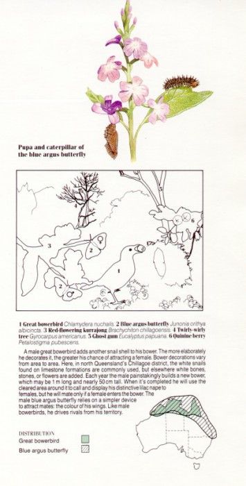 Oz AGls064 Tony Oliver Great Bower Bird Key. , 