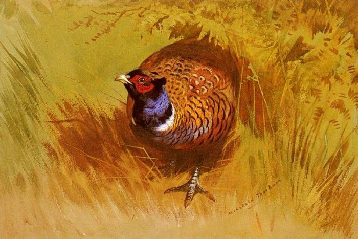 Thorburn Archibald A Cock Pheasant. , 