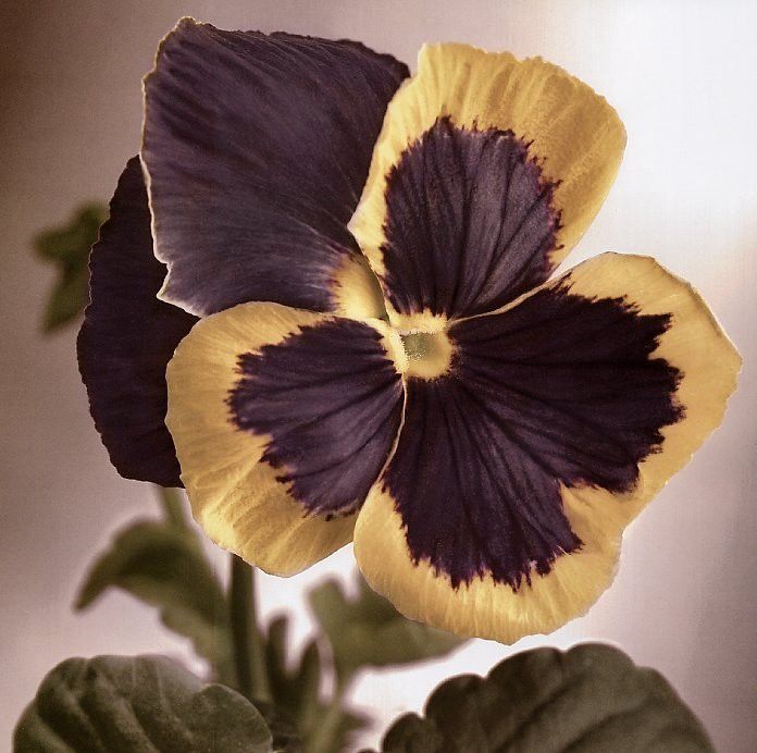 Tim Richter - Pansy, De. , 