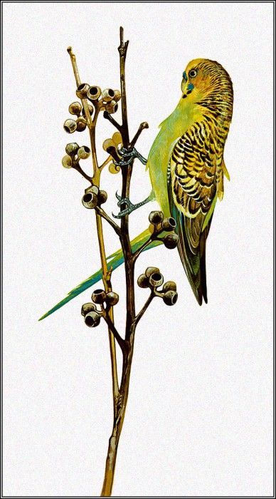 pa TonyOliver AustralianBirds 02 Budgerigar. , 