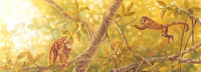 s4-vanishingspecies020-capuchinmonkey&whitefacedsapajou. , L