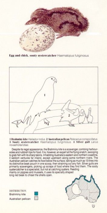 Oz AGls050 Tony Oliver Brahminy Kite Key. , 