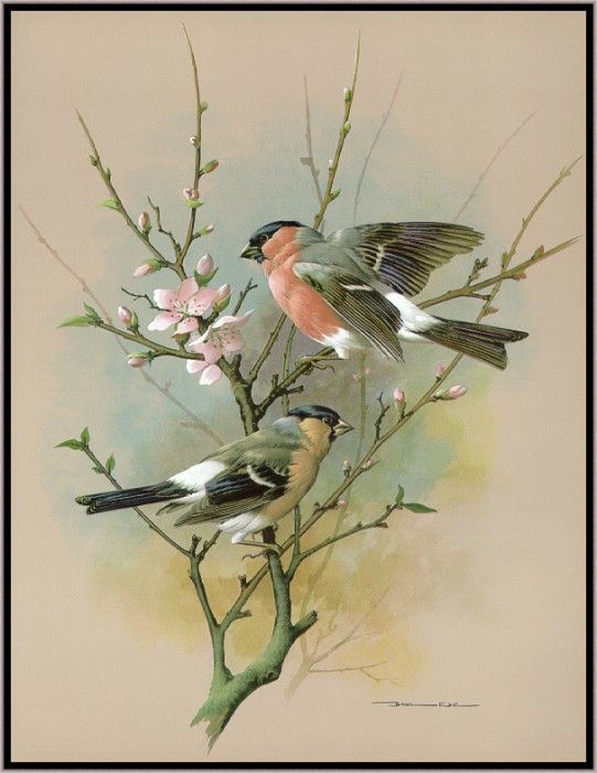 EdeBasil-TheBullfinch-sj. , 