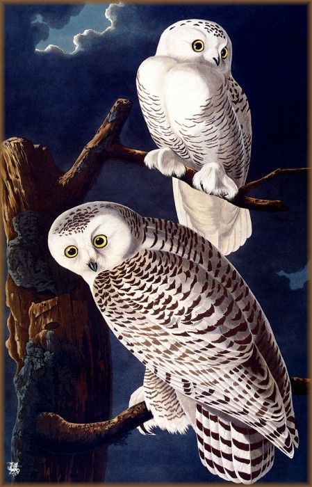 ma Audubon Snowy Owl. Audubon,  