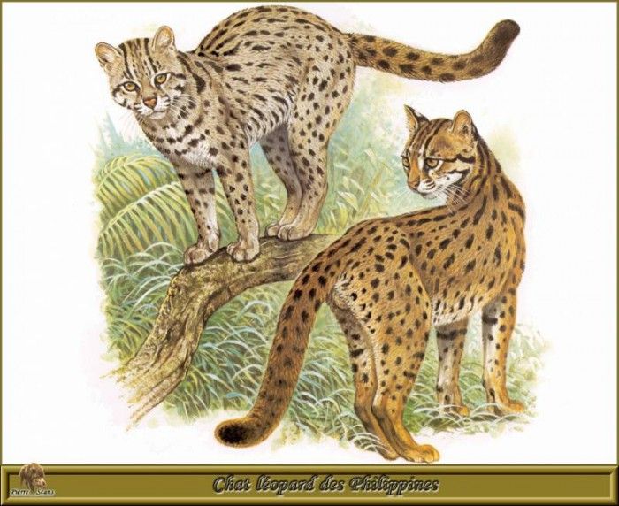 PO pfrd 106 Chat lopard des Philippines. Dallet, 