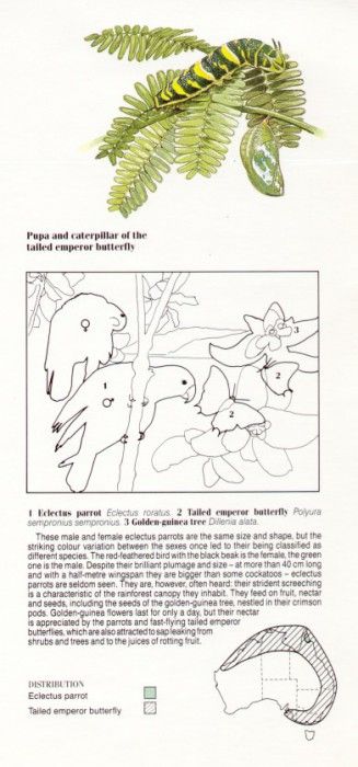 Oz AGls058 Tony Oliver Eclectus Parrot Key. , 