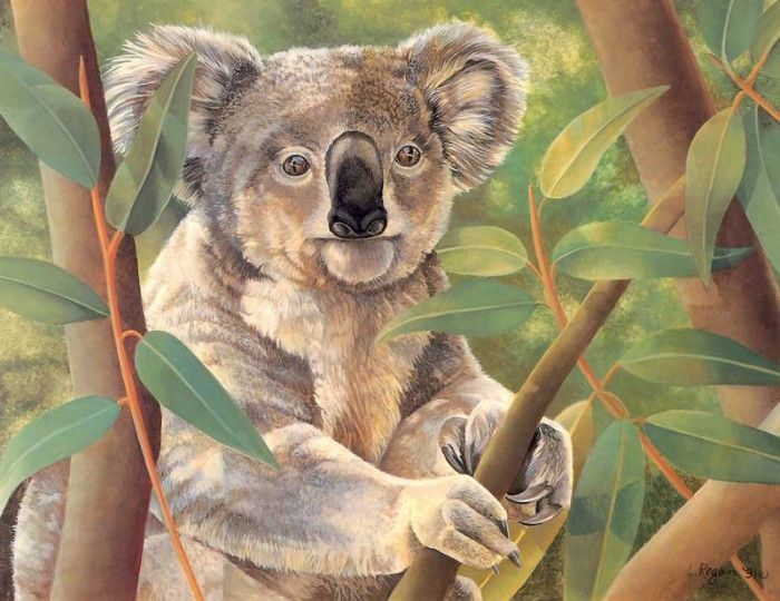 s4-vanishingspecies048-koala. , L