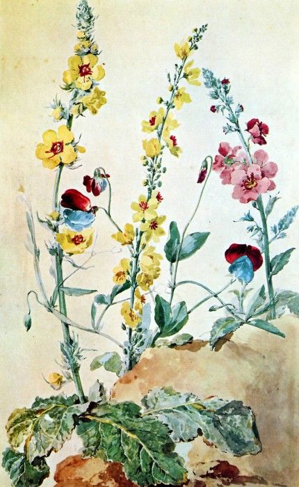 Schouman Aert Plants on a clumb of earth Sun. Schouman, 