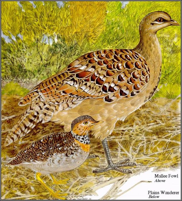 pa TonyOliver AustralianEndangeredWildlife 07. ������, ����