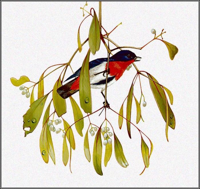 pa TonyOliver AustralianBirds 13 MistletoeBird. , 