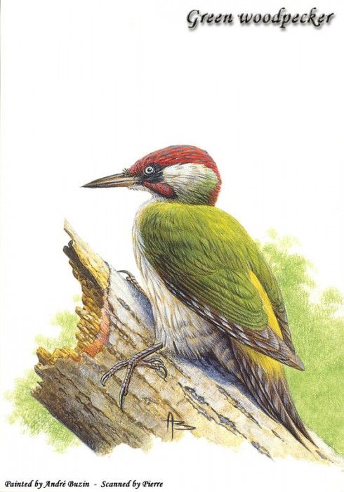 abs 07 green woodpecker. �����, �����