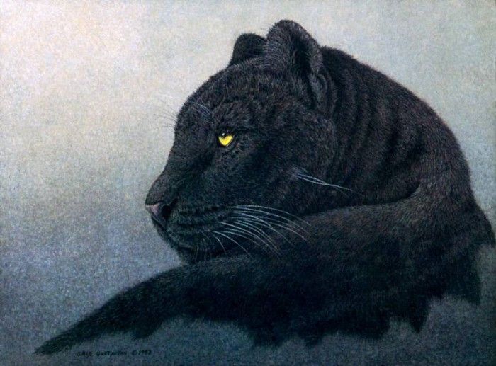 kb Gustavson Greg-Black Panther. , Greg