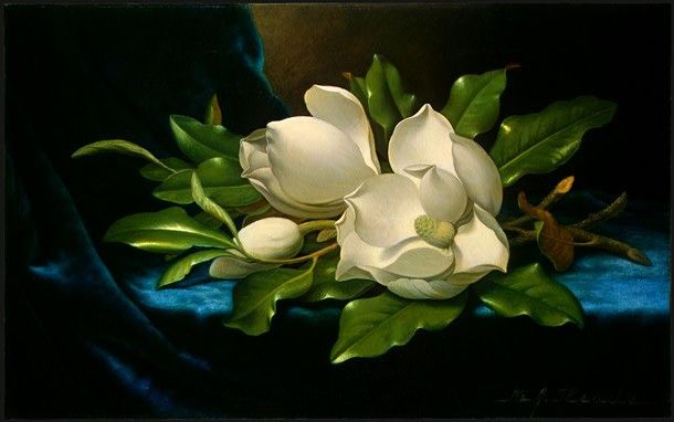 Giant Magnolias on a Blue Velvet Cloth NGA. ,  