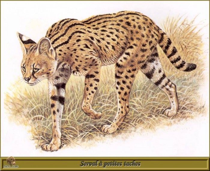 PO pfrd 082 Serval  petites taches. Dallet, 