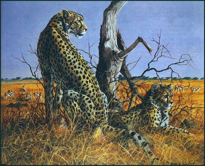 lrsSwansonGary-Cheetahs. , 