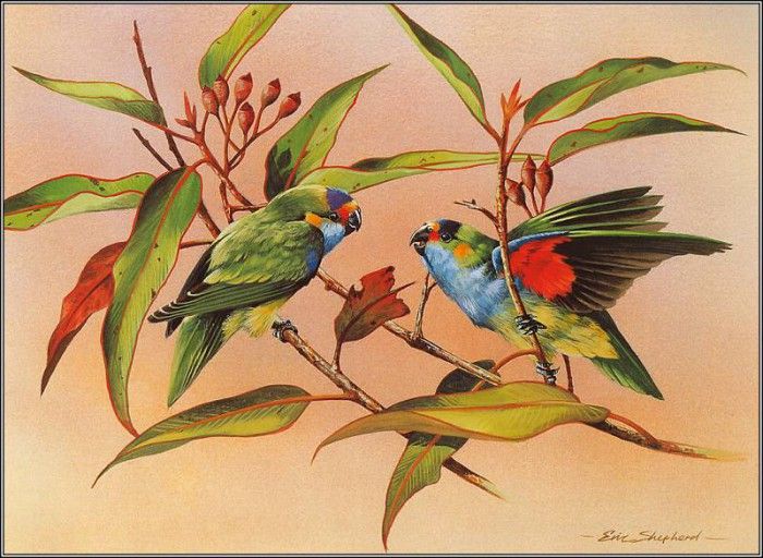 pa EricShepherd AP2004 12 Purple CrownedLorikeets. , 