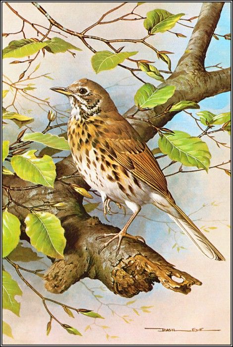 pa BasilEde 31 SongThrush. , 