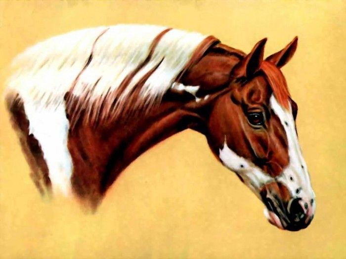 illustrated horse csg010 donald schwartz. , 