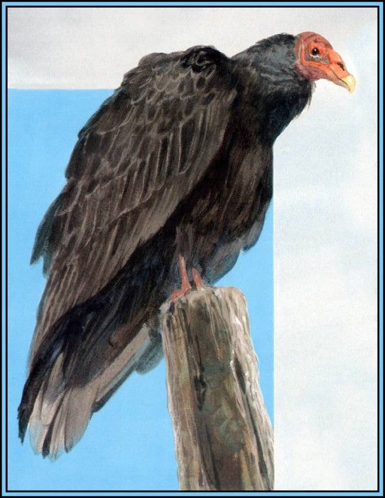 D50-AWE148-RB-Turkey Vulture 1. Bansemer, 